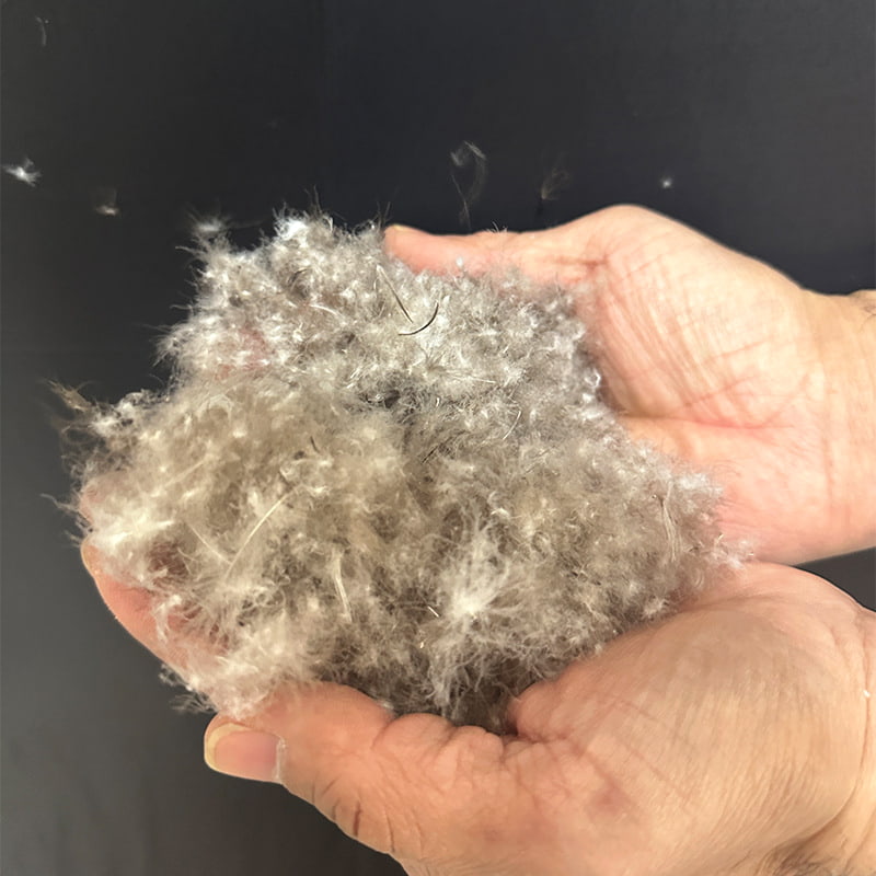 80% duvet de canard gris