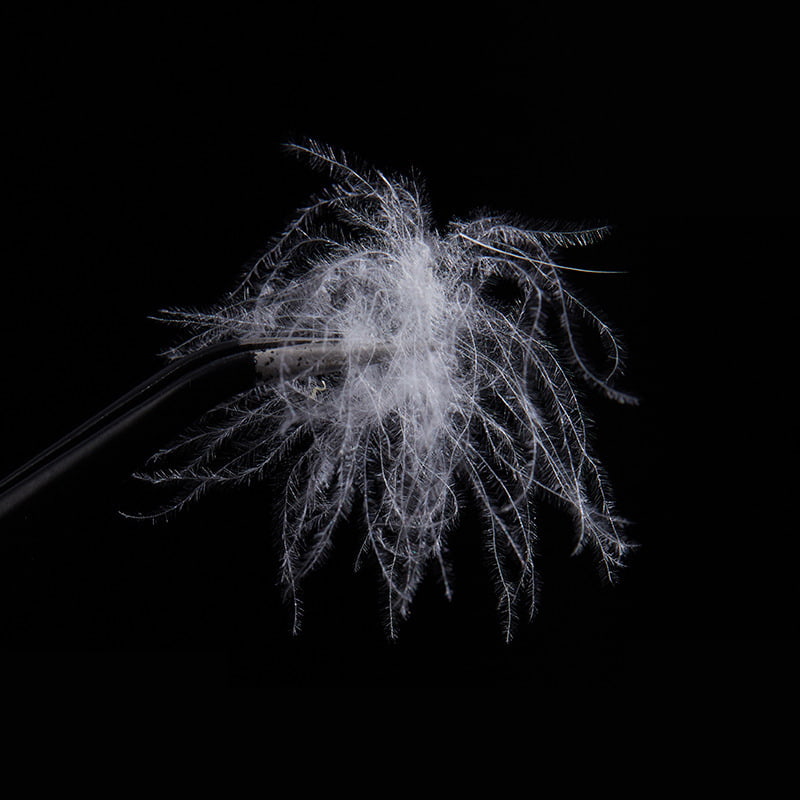 50 % duvet de canard blanc pur